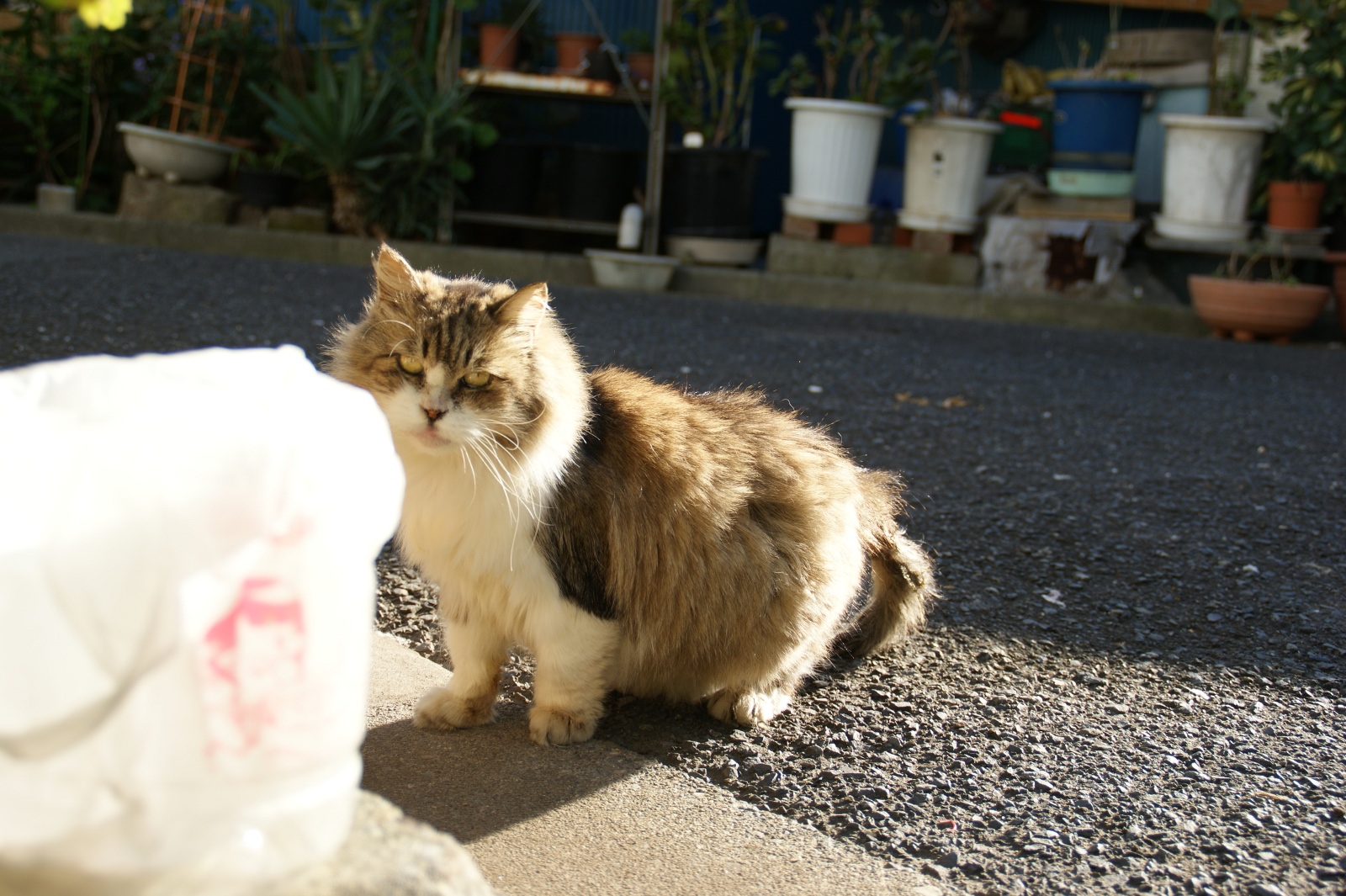 http://www.mistyhill.org/images/DSC02537.JPG